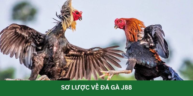 Vì sao nên lựa chọn đá gà J88 ?